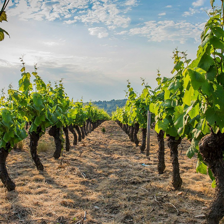 Beaujolais