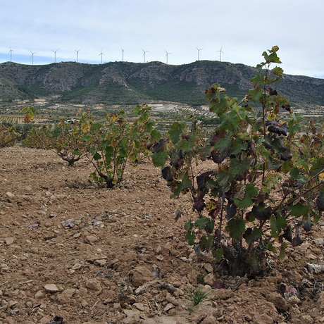 Jumilla