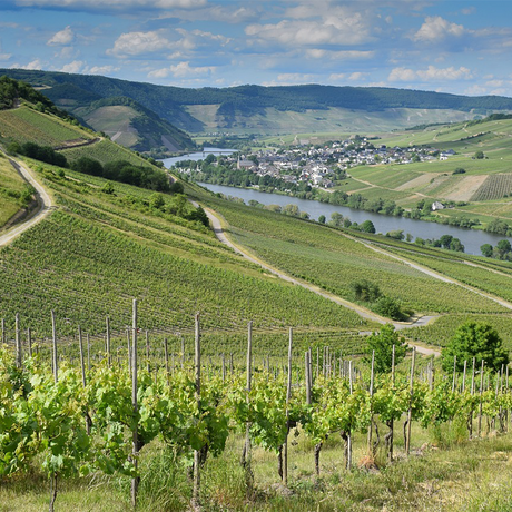 Mosel-Saar-Ruwer