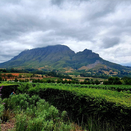 Stellenbosch