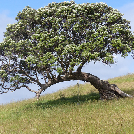 Waiheke Island